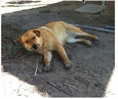 Photo: Dog resting in shade