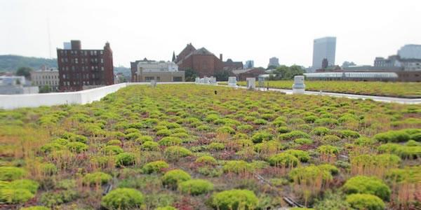A garden rooftop on top of a building. 